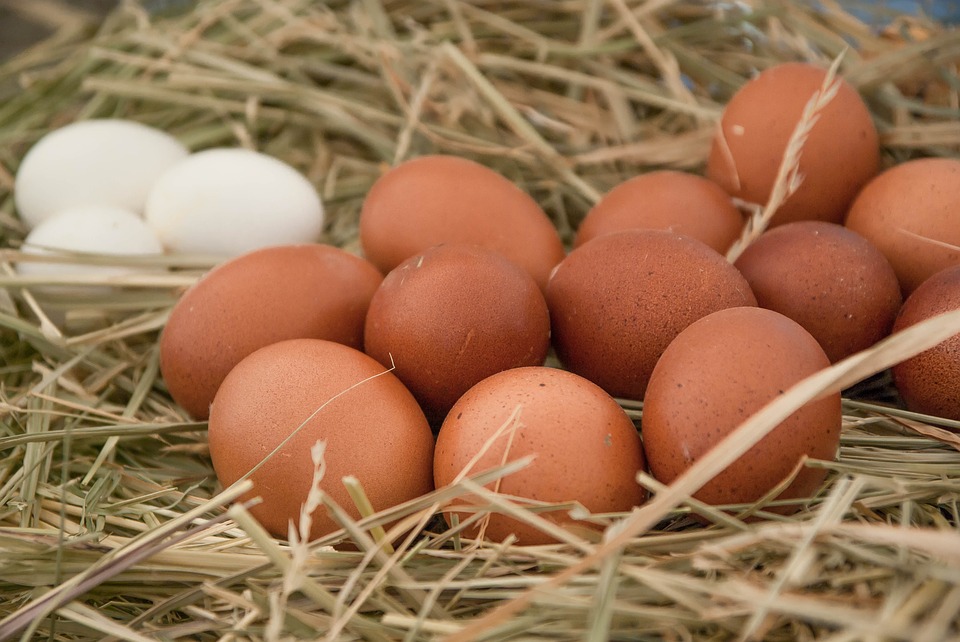 Récord histórico: cada argentino ya consume más de un huevo por día