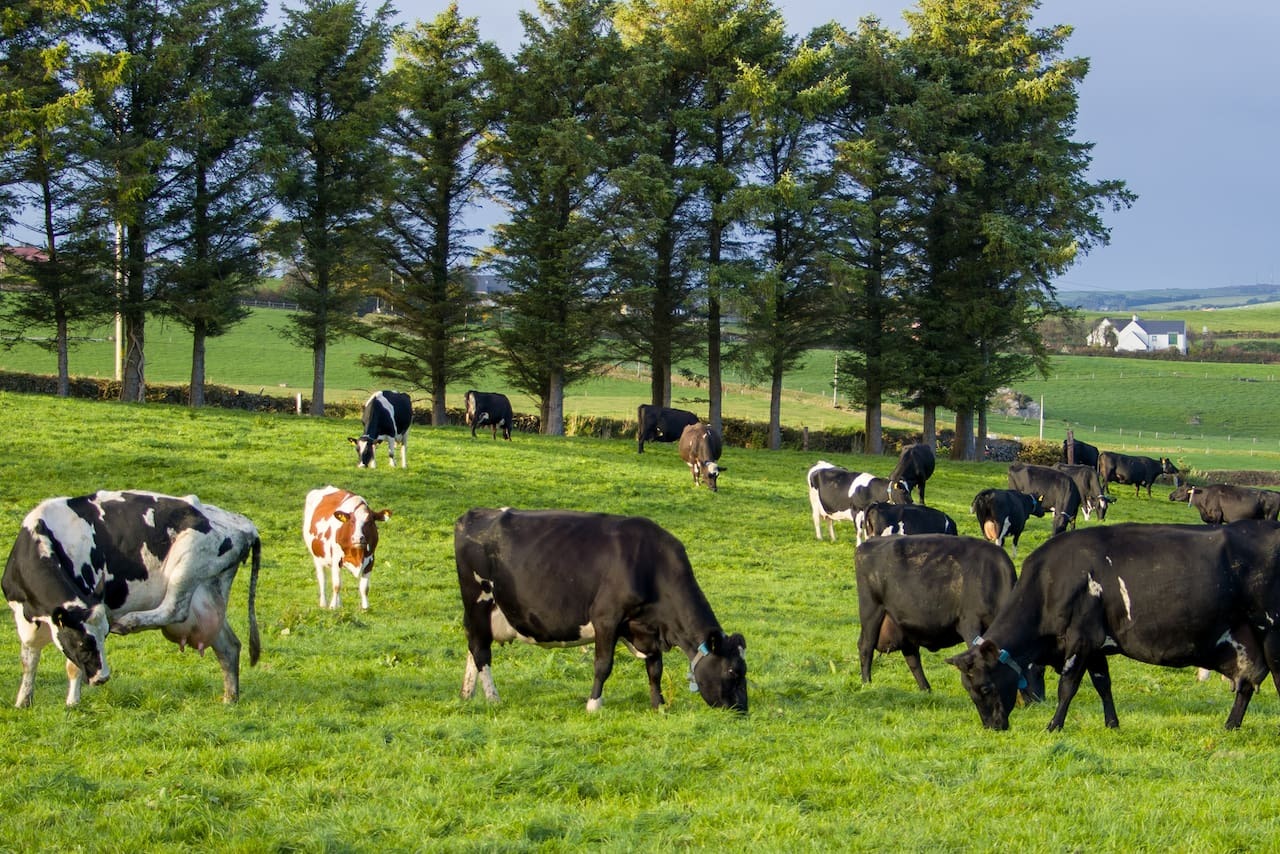 Ganadería 2025: sostener la carne sin vaciar el rodeo
