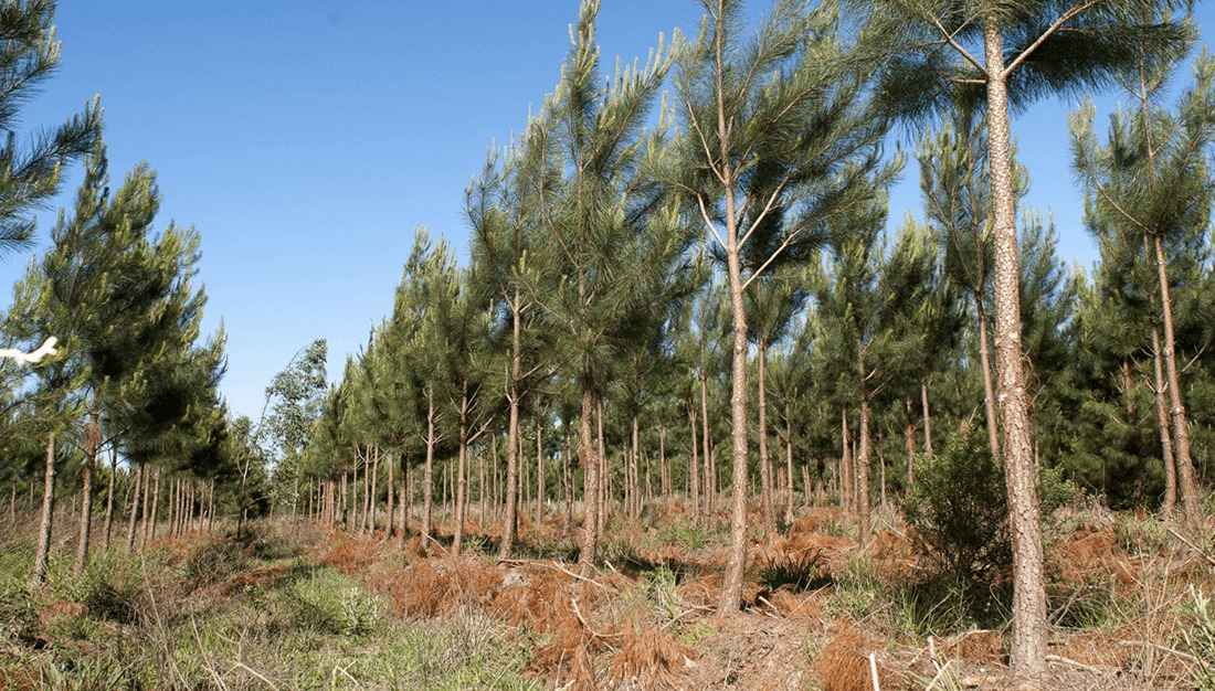 Argentina sumó 49.000 hectáreas de pinos y eucaliptus en un año y medio
