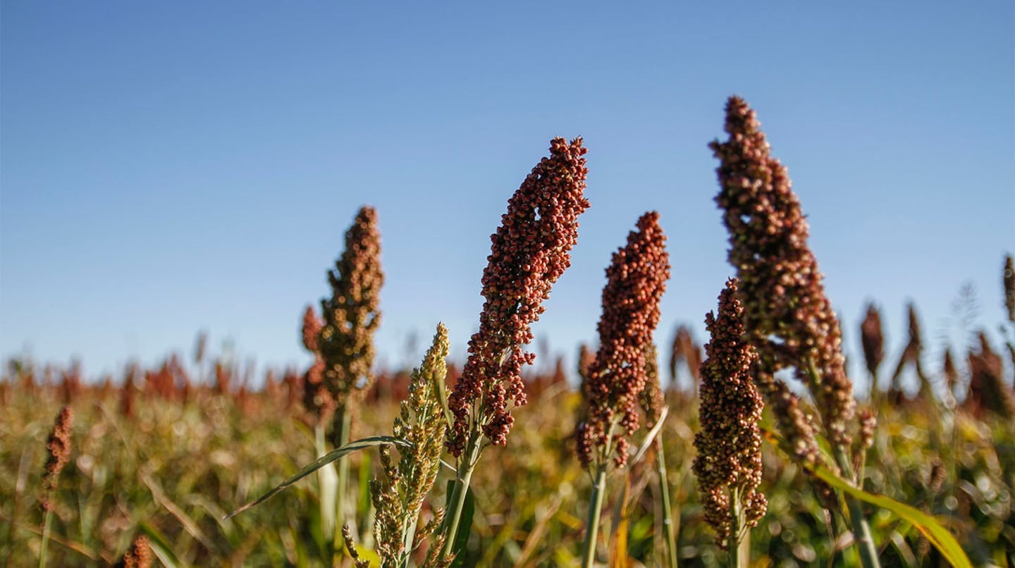 Cosecha de sorgo: 3,1 millones de toneladas, 3,3% más que el año pasado