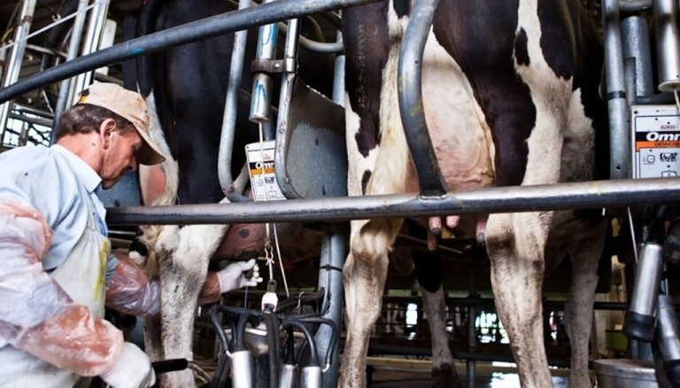 Argentina lidera el crecimiento mundial de la producción de leche en 2025