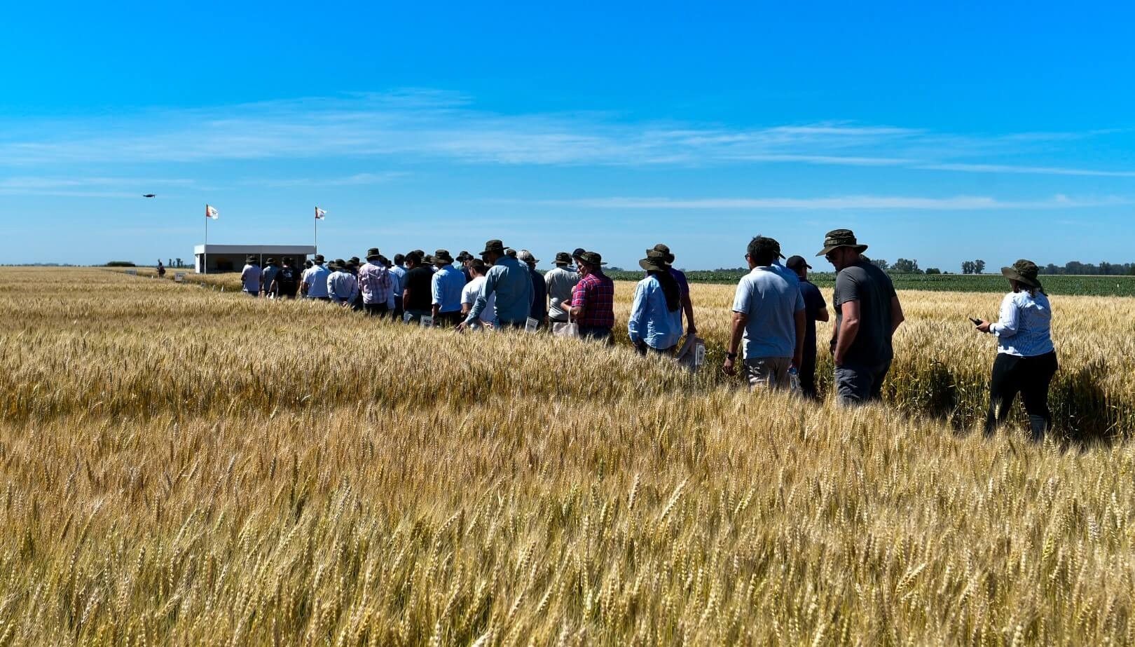 Juan Ioele: con lluvias muy superiores a la media el trigo 2025/26 se encamina a una gran campaña
