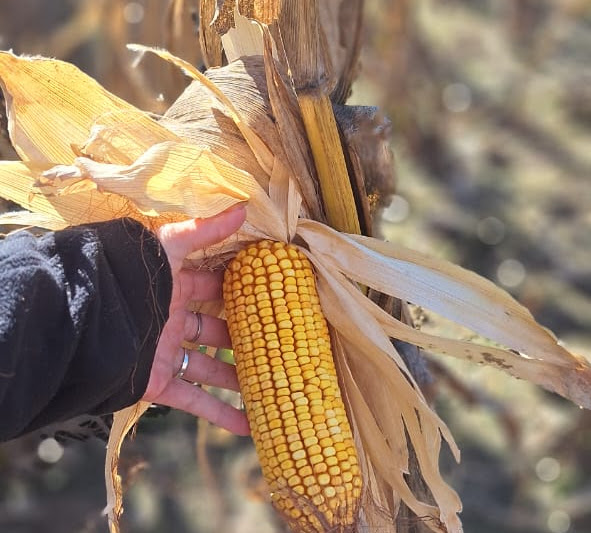 ILLINOIS Semillas, una fuerza que impulsa el maíz en el CIM 2025