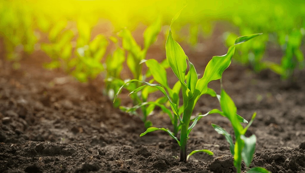 Confirmado: la siembra de maíz tendrá una fuerte recuperación y quedará al borde del récord
