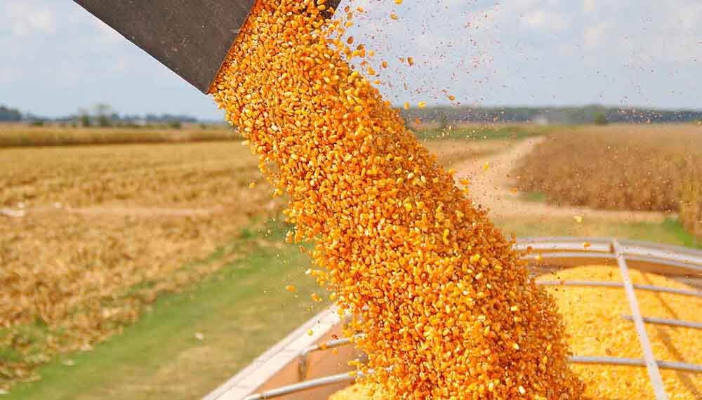 El rendimiento del maíz cae hasta un 50% en la zona núleo