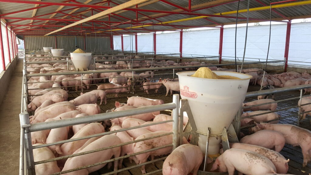 El presente y los desafíos en el sector porcino se analizan en MECA25