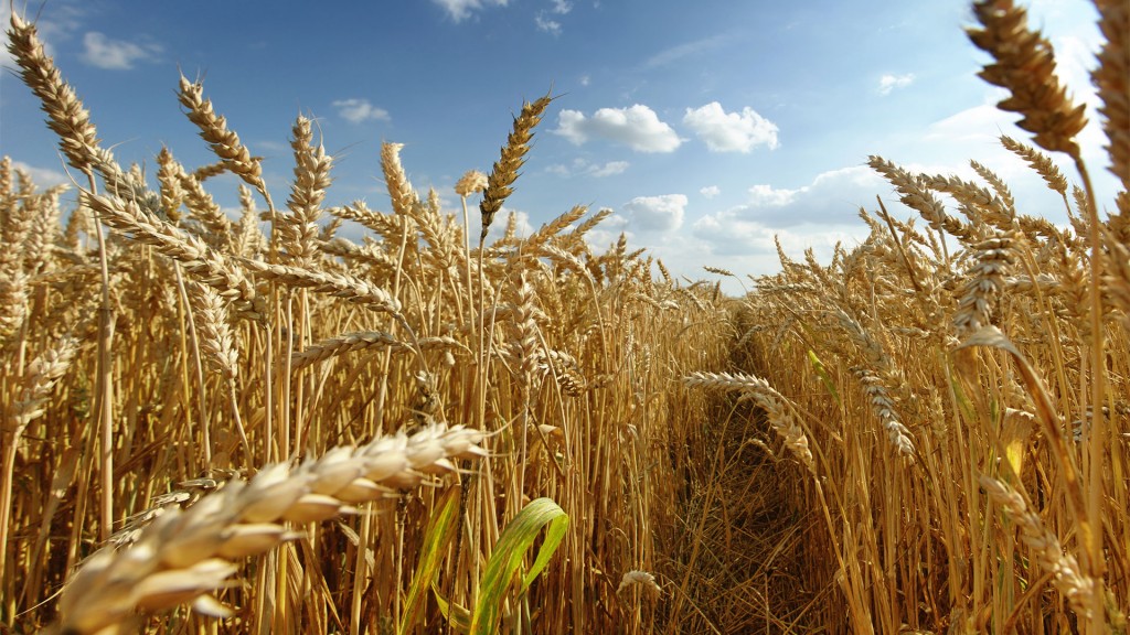 El Gobierno oficializó el aumento de retenciones y un “fondo estabilizador” para el trigo