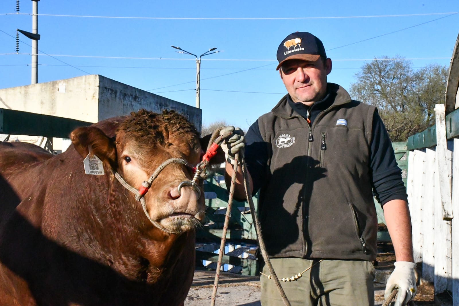 Tiberio, el primer animal en ingresar a la 78° Expo Rural de Jesús María