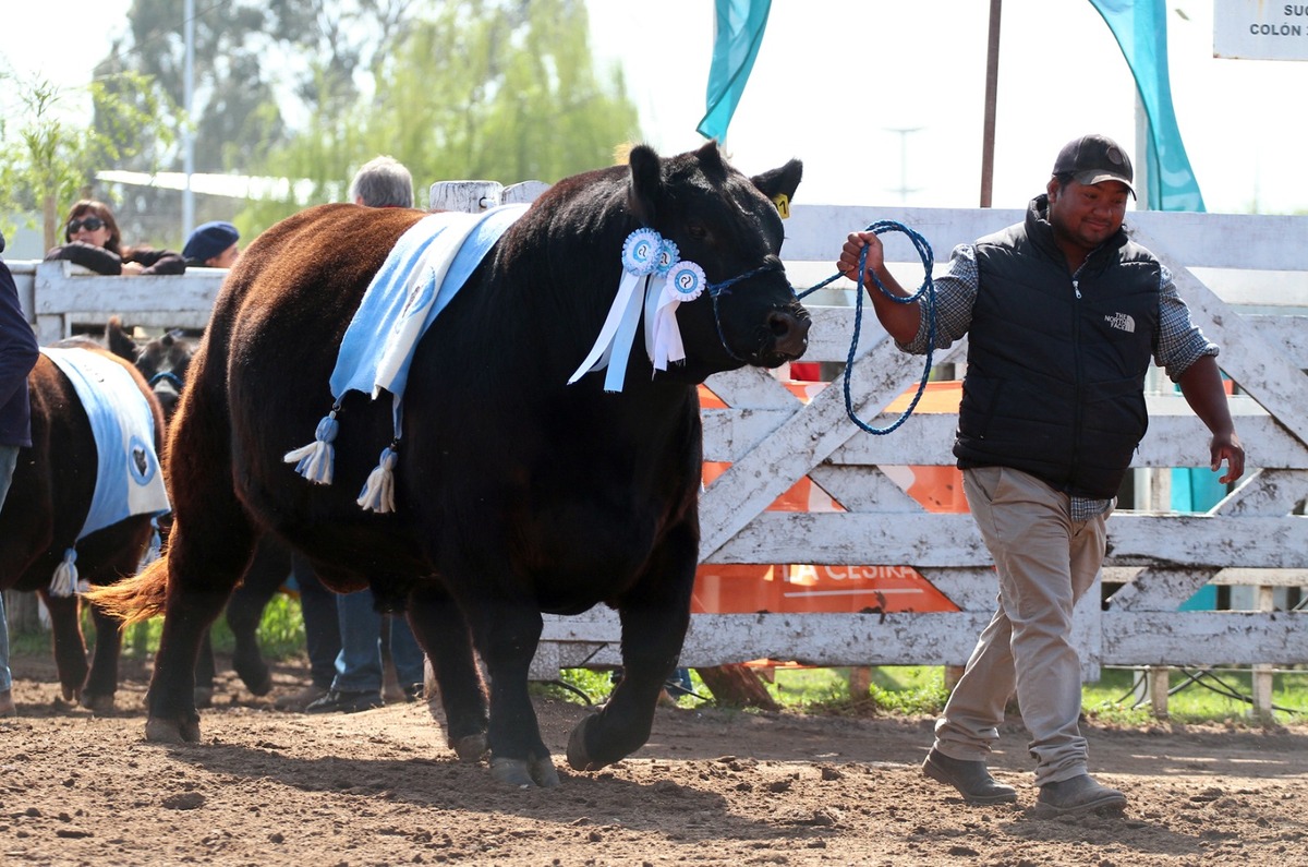 Exposición Rural de Río Cuarto: el gran campeón Angus se vendió en $21 millones