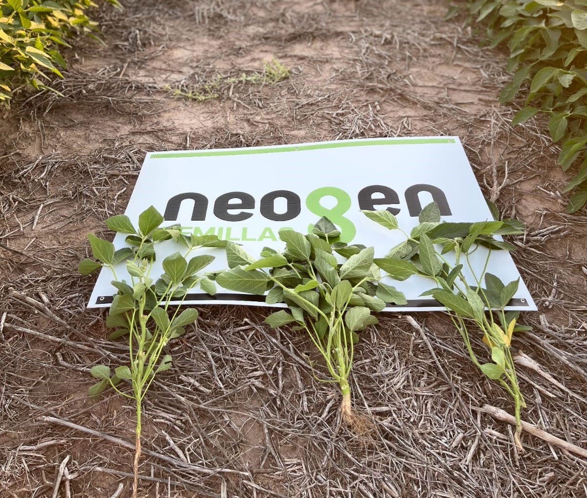 Genética en soja que está rompiendo techos de rendimiento en Argentina 