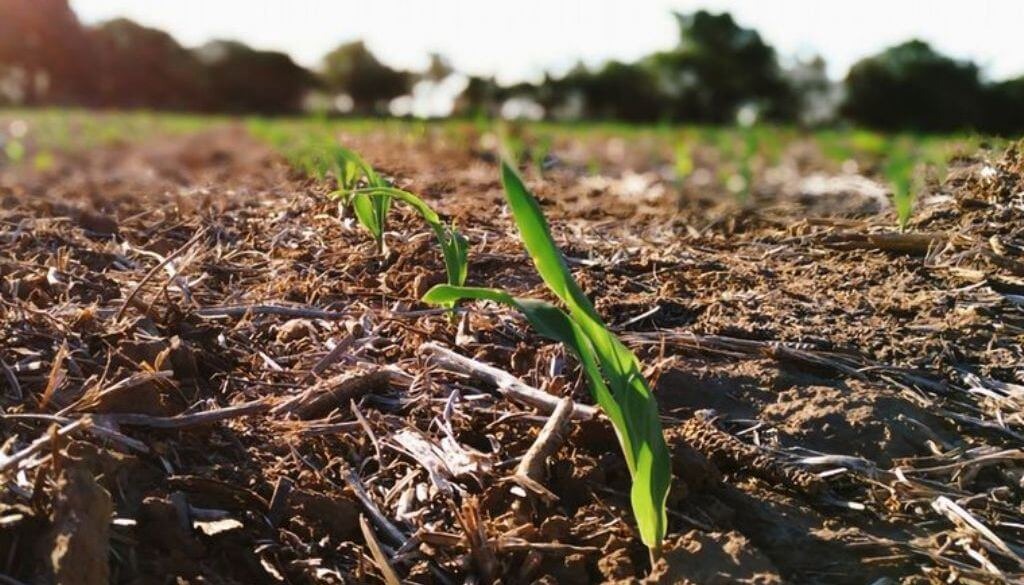 Maíz tardío: consolida presencia en la Zona Núcleo mientras persiste la discusión sobre rendimientos