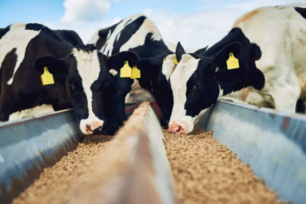 Maíz y subproductos de soja sin retenciones: productores de carnes, leche y huevos evalúan el impacto