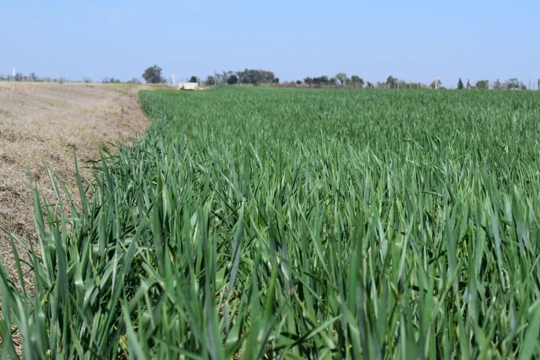 Córdoba proyecta la mayor producción de trigo y un rendimiento récord de garbanzo