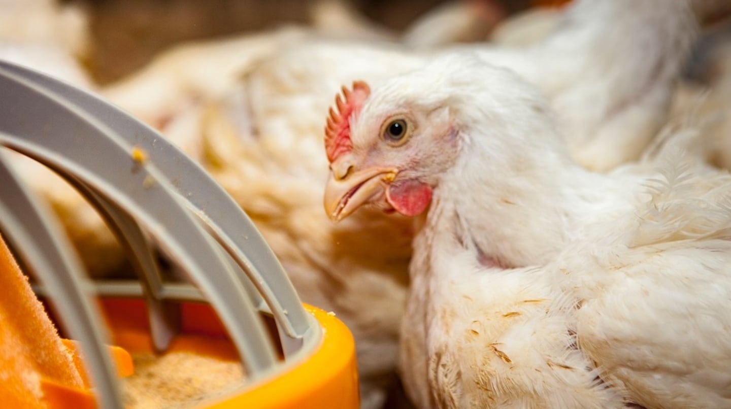 Argentina retoma la exportación de productos avícolas tras controlar un brote de influenza en Buenos Aires