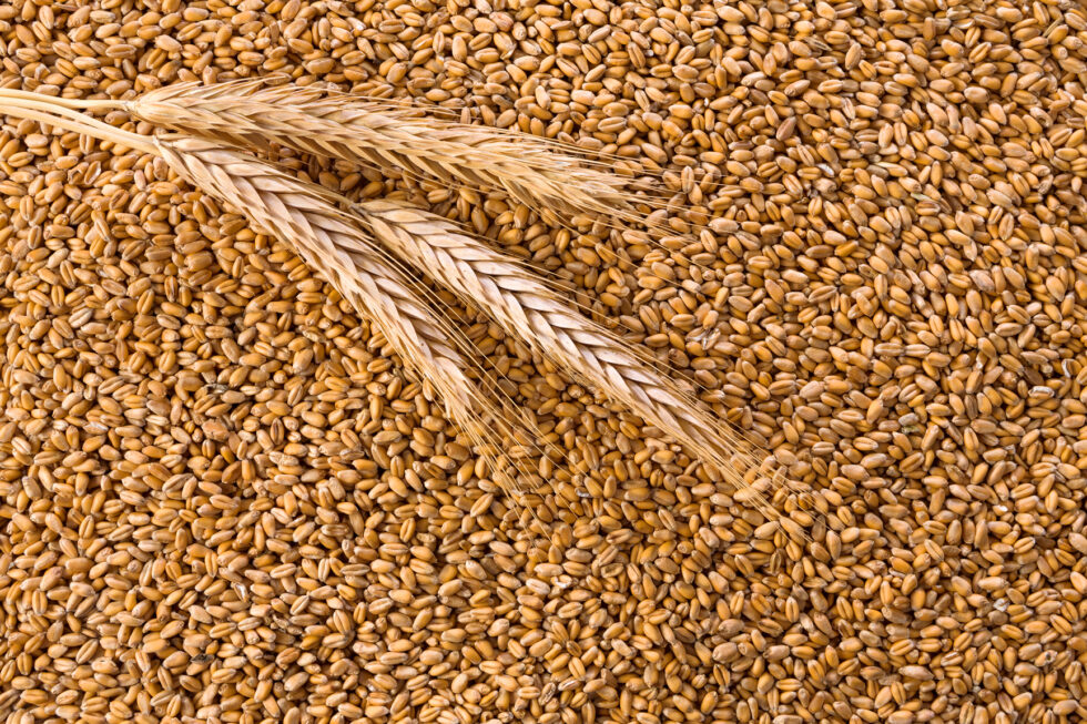 6° Monitoreo de calidad de trigo de la provincia de Córdoba Campaña 2021/22