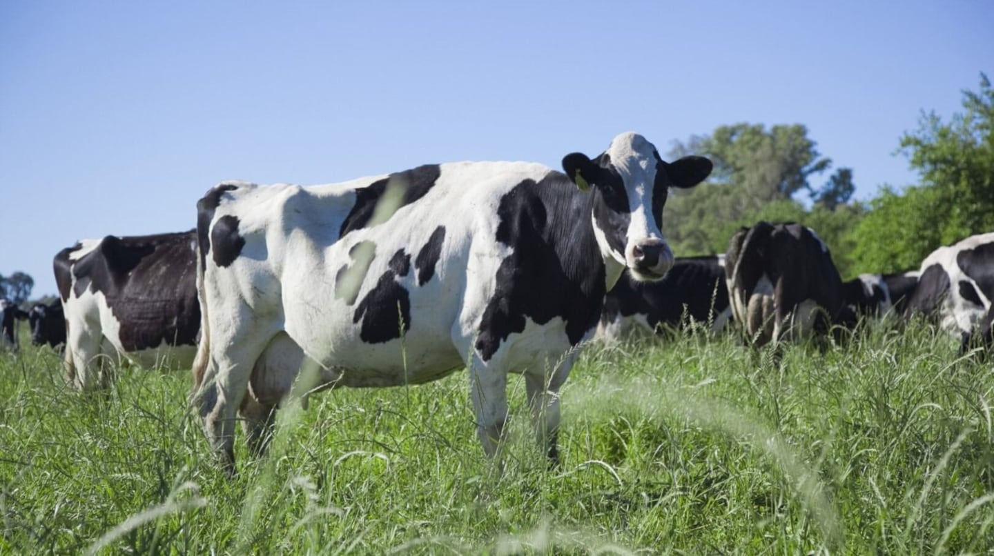 Robo de Ganado Millonario en Entre Ríos: Sustrajeron 43 Vaquillonas por más de $40 Millones