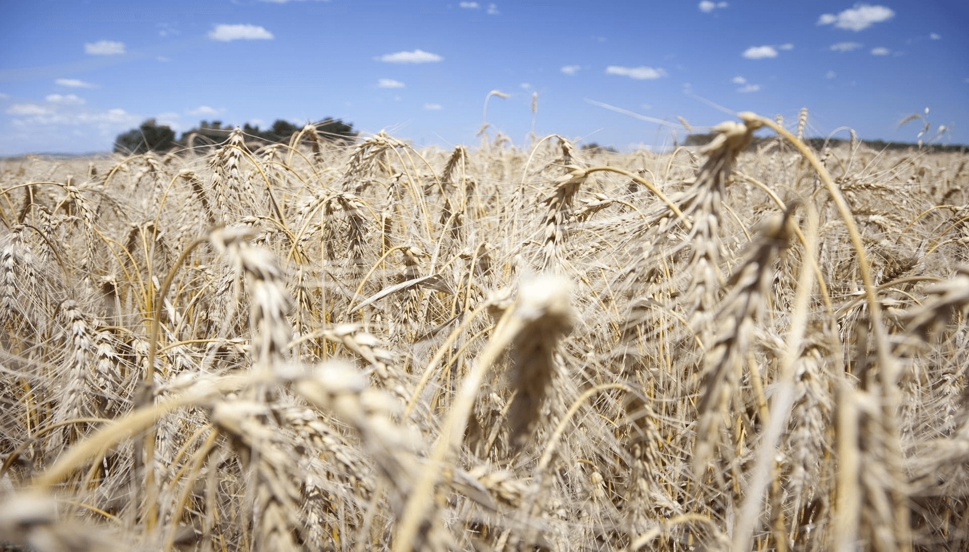 Argentina se encamina a un récord de cosecha de trigo, pero los excesos hídricos afectan a 400.000 hectáreas