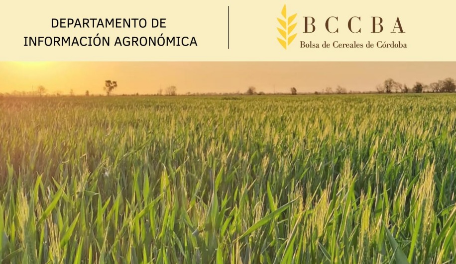 Lluvias oportunas reactivan las expectativas de rinde en trigo y cebada en La Pampa