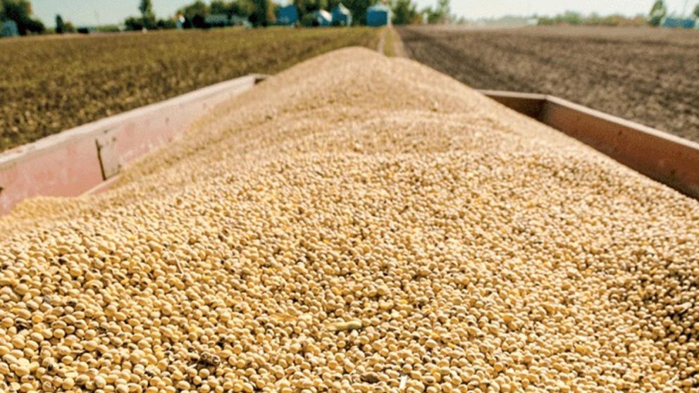 Exportaciones Récord: Los Cereales Argentinos Superaron los USD 8.600 Millones en Ocho Meses