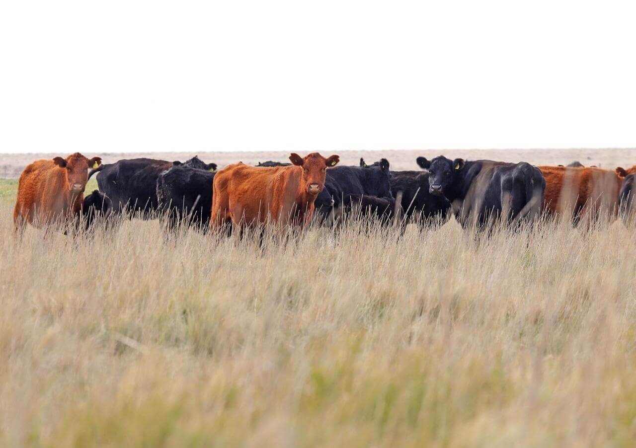 El Gobierno ya aprobó $3.500 millones en créditos “Valor Novillo” para ganadería a menos de tres meses de su lanzamiento