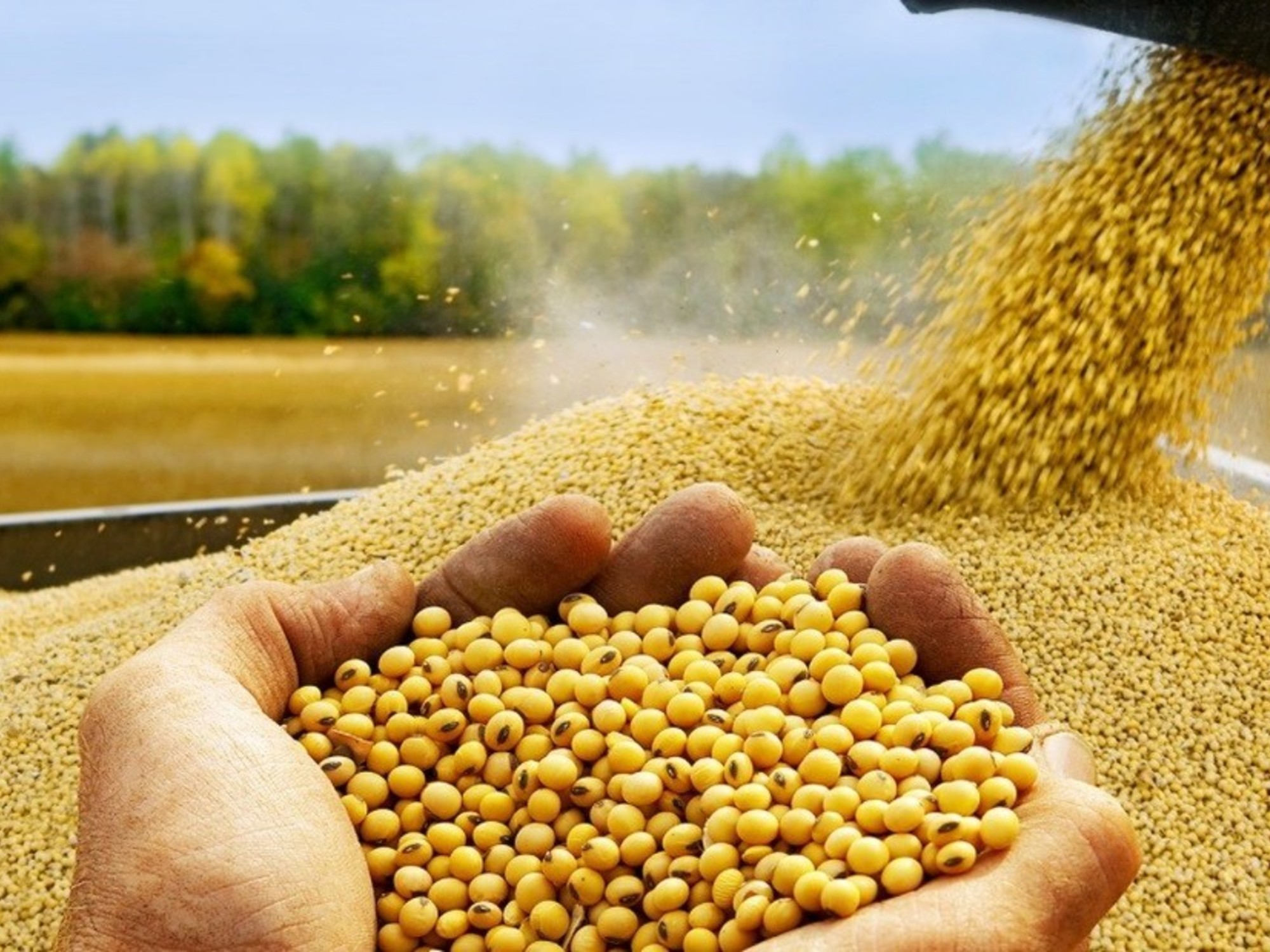 Retenciones cero: estudio revela que parte del beneficio alcanzó a los productores