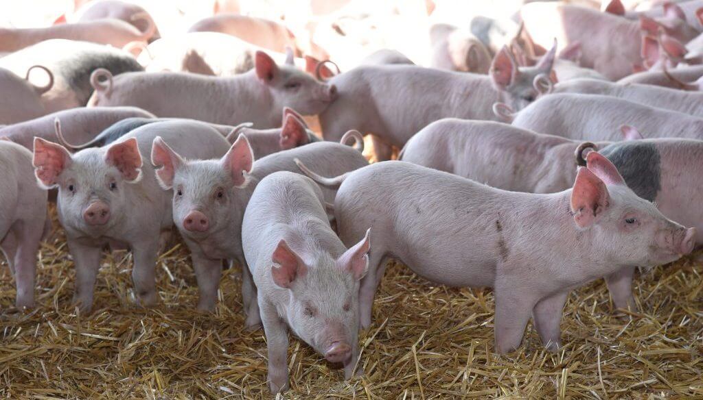 Fuerte enojo en el sector porcino por el aumento de importaciones y denuncias de “competencia desleal”