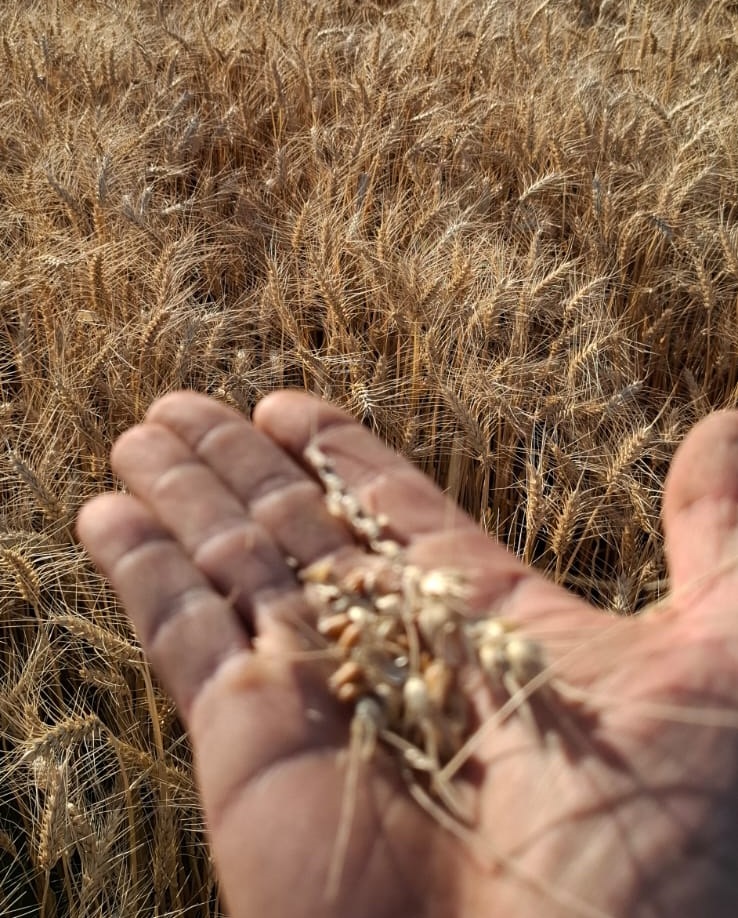 Trigo en Marcos Juárez: 