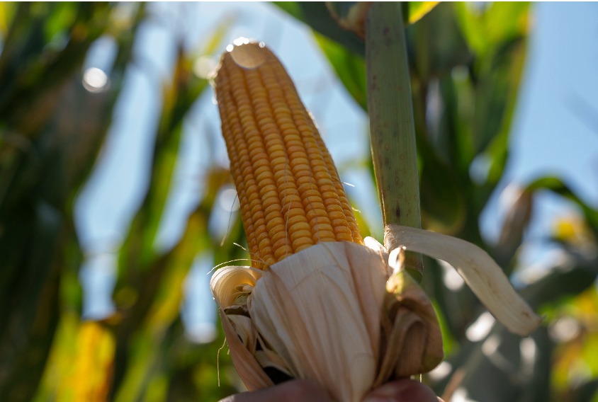 La decisión estratégica de llevar el “Tardío al frente”