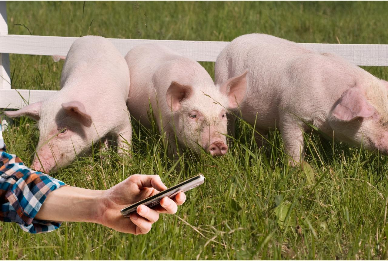Precio de Referencia ROSPORC: un nuevo servicio de la BCR para la cadena porcina