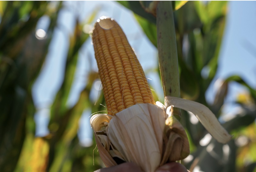 La decisión estratégica de llevar el “Tardío al frente”