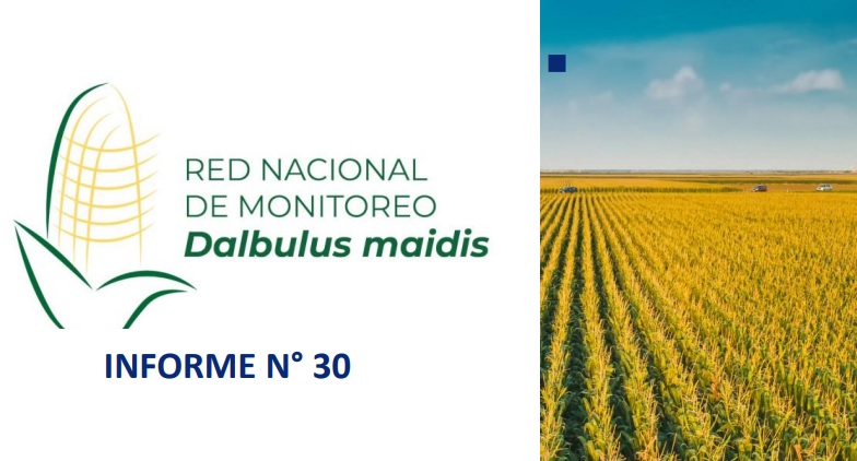 La ausencia de chicharrita sigue predominando en todas las regiones maiceras, con algunos focos puntuales endémicos
