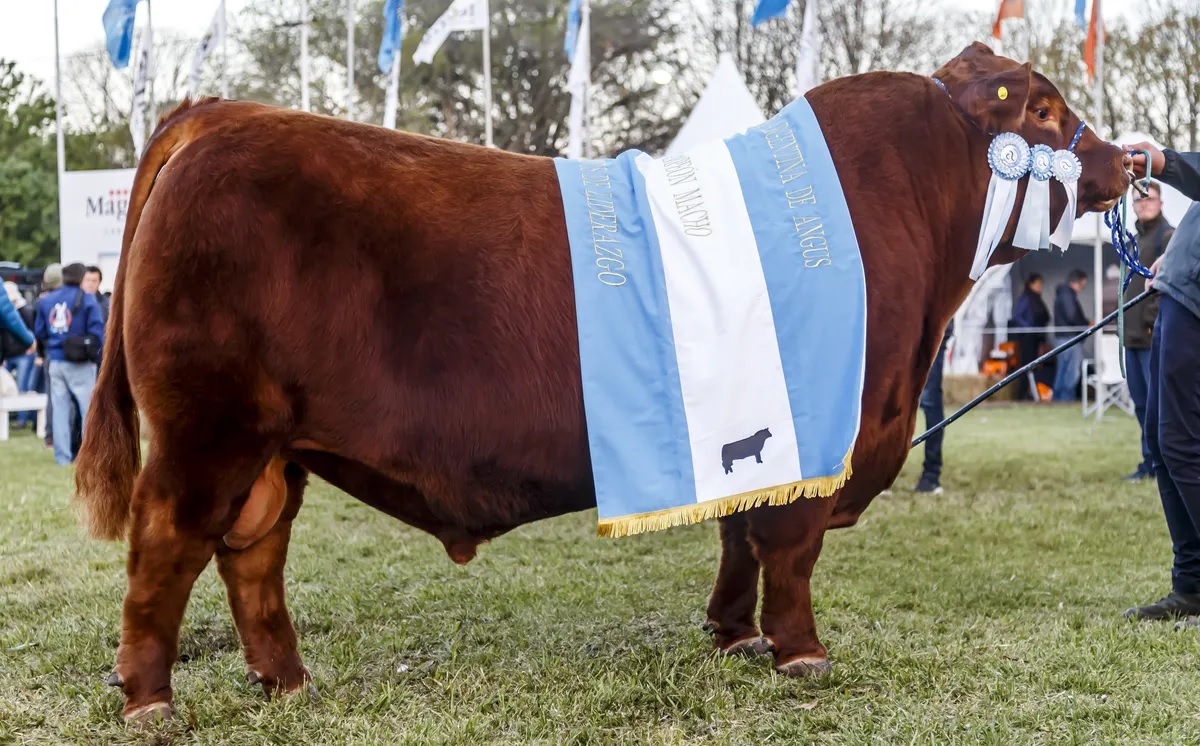 Angus festejará los 100 años en mayo de 2022 y lo celebra con la Exposición del Centenario