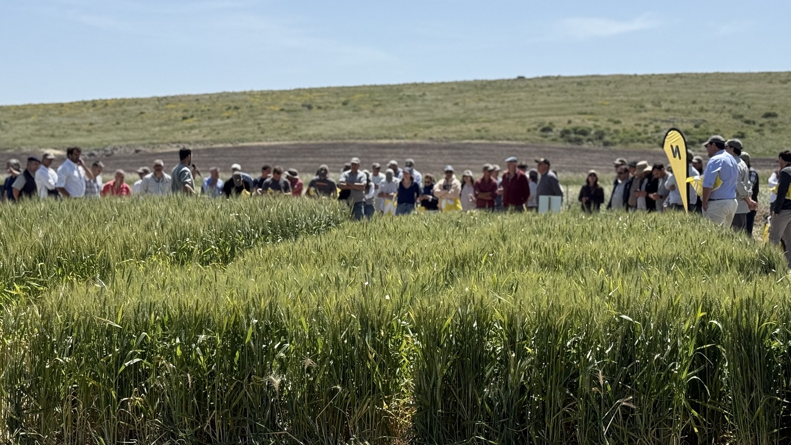 Nidera mostró en Tandil el potencial de su genética y las claves de manejo para maximizar rindes en trigo