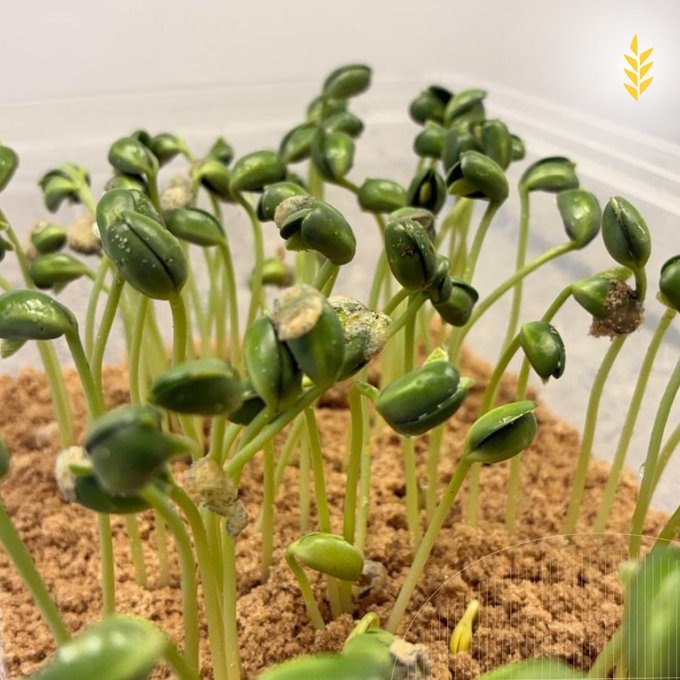 La campaña de soja arranca con fuerza: el 92% de las semillas supera el estándar de calidad