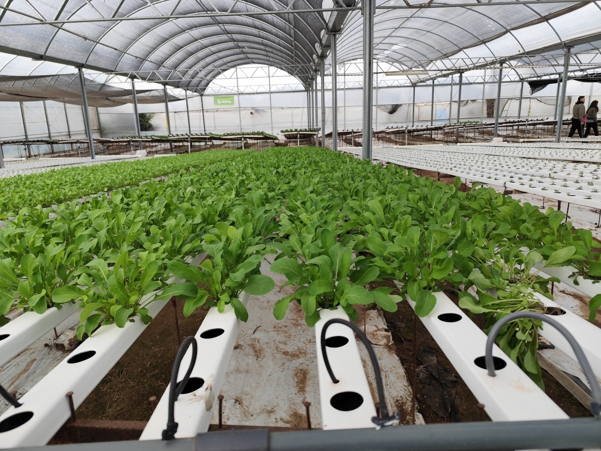 Llega a la FCA UNC una Diplomatura en Sistemas de Producción de Cultivos Hidropónicos