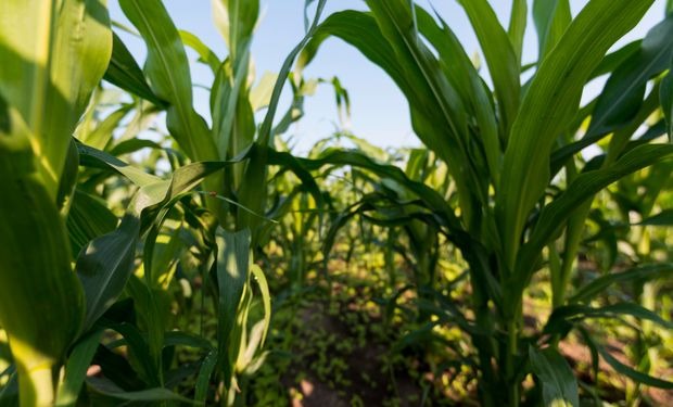 El maíz temprano atraviesa la floración con condiciones muy favorables en la región núcleo