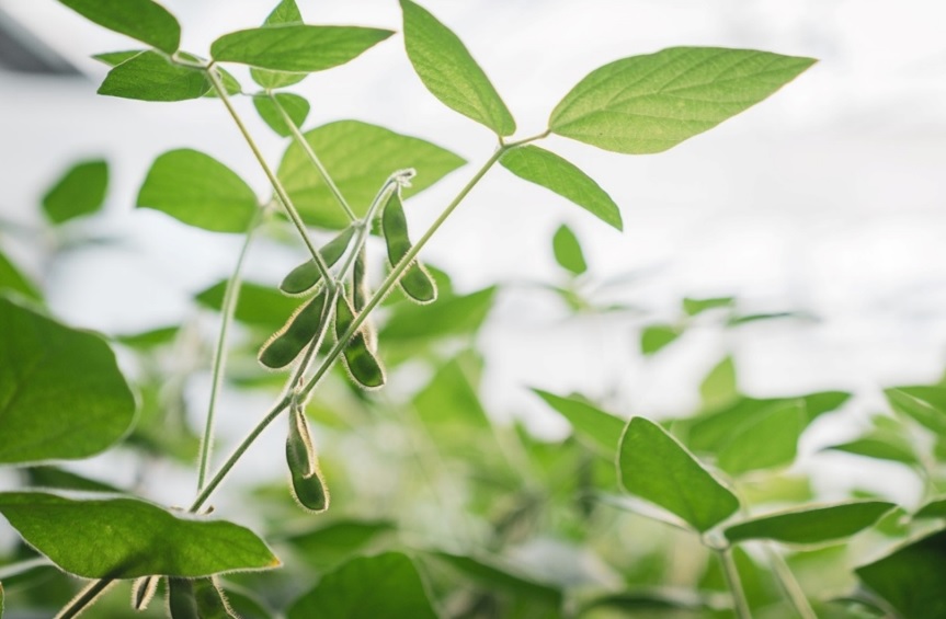 Soja de segunda: claves de manejo, densidad y genética para potenciar el rinde tras el trigo