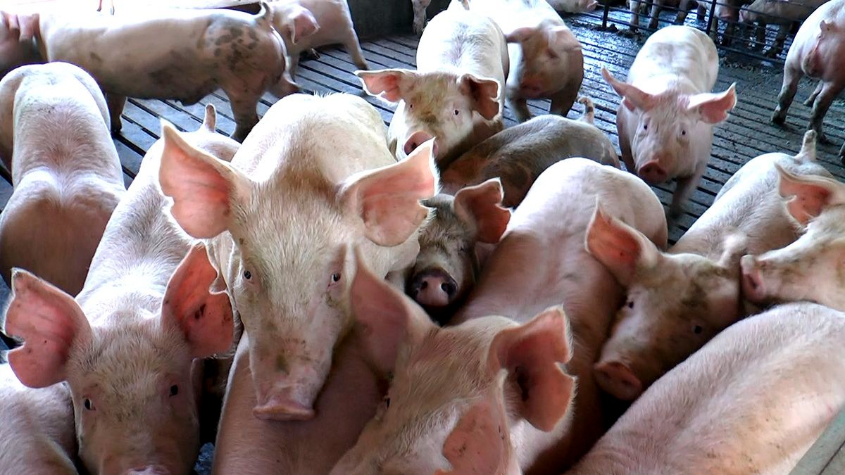 Argentina supera los 11 Millones de cabezas de cerdos en 2025