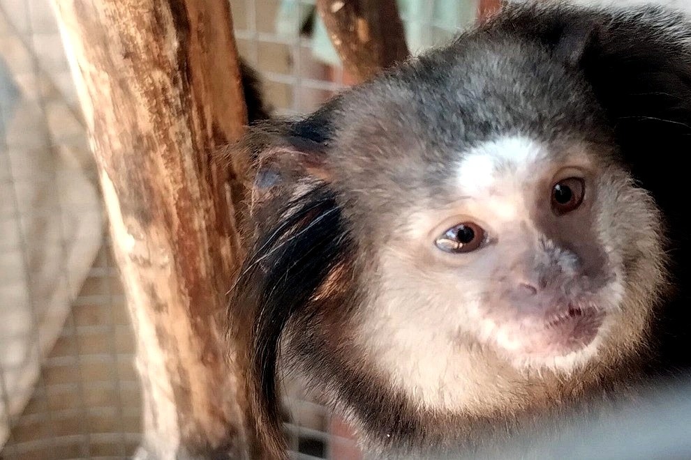Policía Ambiental rescata fauna silvestre en Laguna Larga