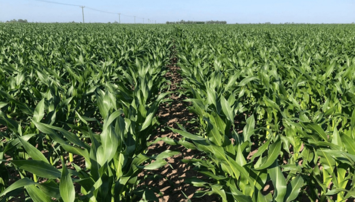 El maíz con 62 M de toneladas se encamina hacia una cosecha récord pese a condiciones climáticas adversas