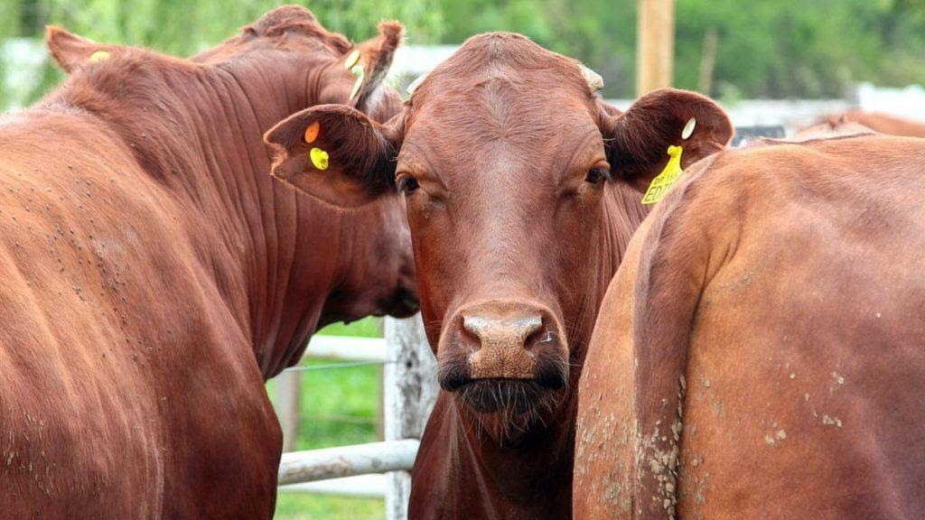 La invernada se mantiene firme por una oferta acotada