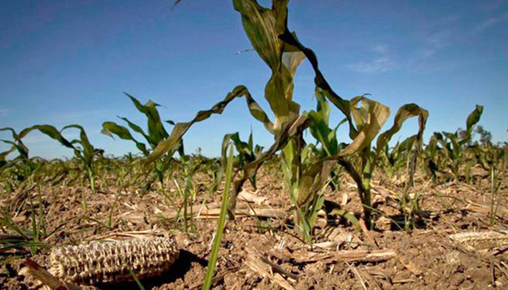 Preocupación por pérdidas en maíz y soja en el sur de Córdoba debido a la sequía