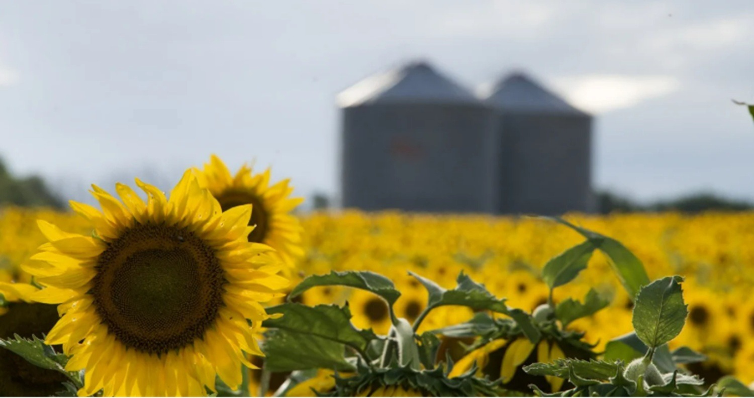 El girasol volvió a brillar: lideró el crecimiento exportador agroindustrial en 2025