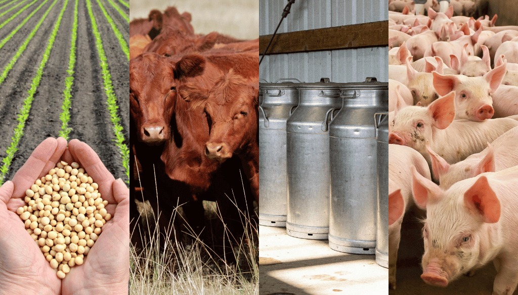 Fundación Mediterránea: En la carrera de los precios, solo la hacienda logró ganarle a la inflación