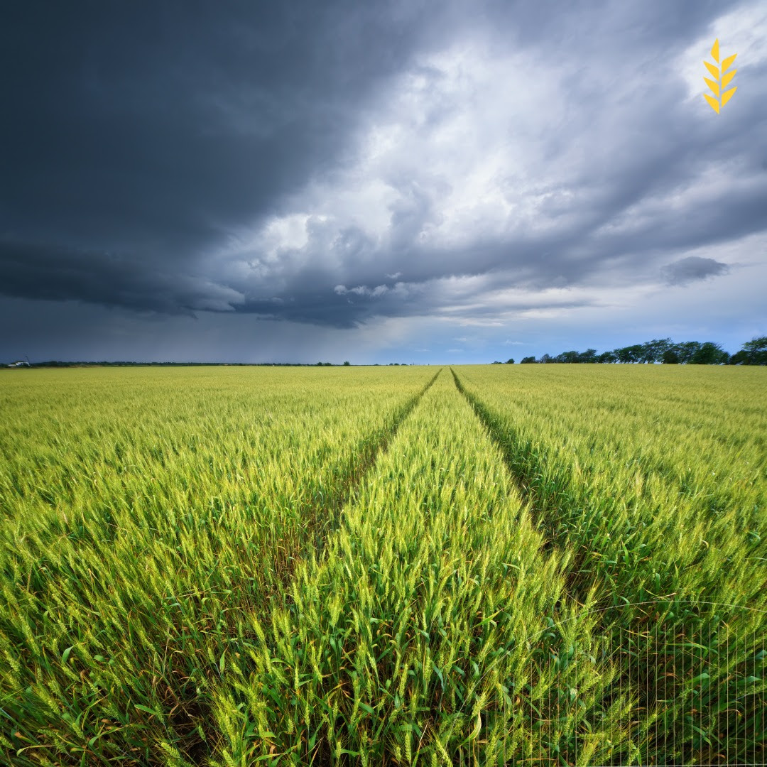 BCCBA: Reporte de precipitaciones acumuladas