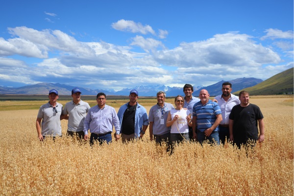 Histórico en la Patagonia: El Calafate logró su primera cosecha de trigo