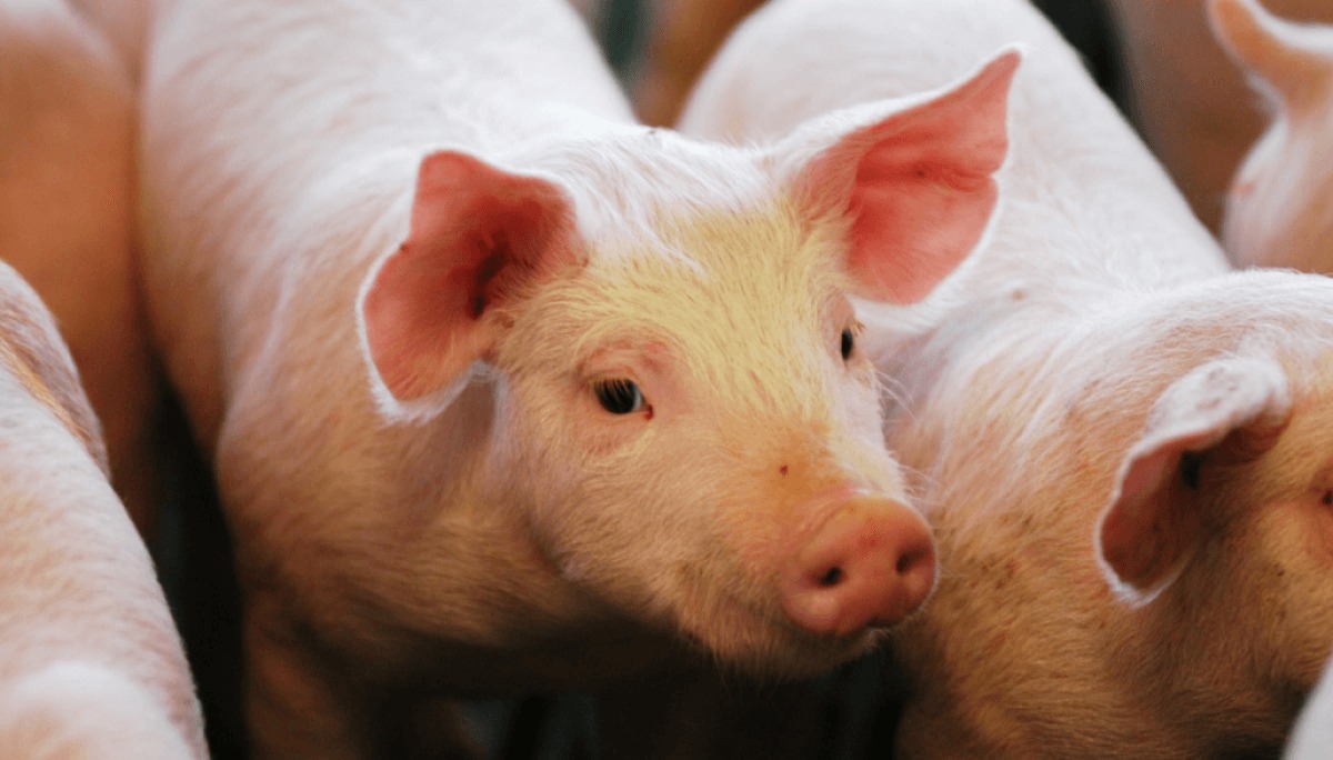 El sector porcino marcó un hito en 2025: récord histórico de faena y consumo interno