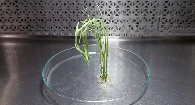 El arroz argentino da un salto biotecnológico histórico con la edición génica aplicada a variedades líderes