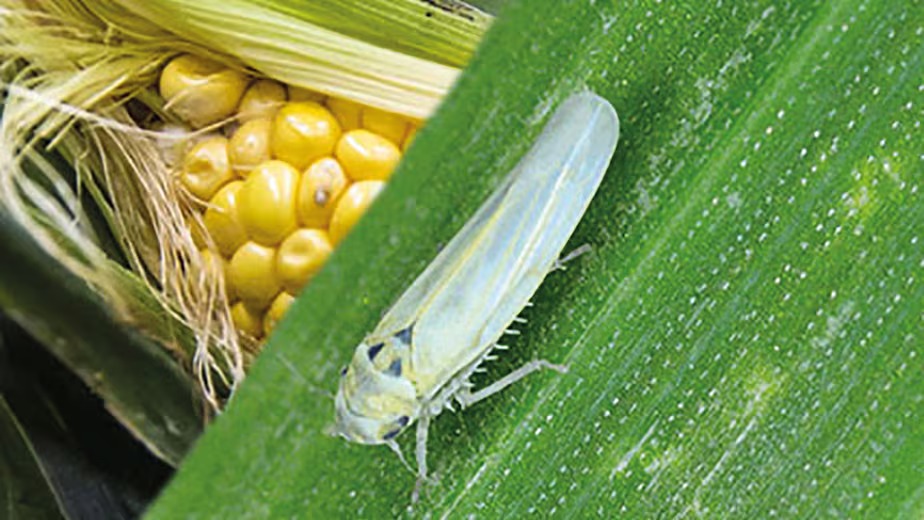 La chicharrita avanzó de la mano del calor y el maíz tardío: es imprescindible monitorear para llegar a tiempo con eventuales controles