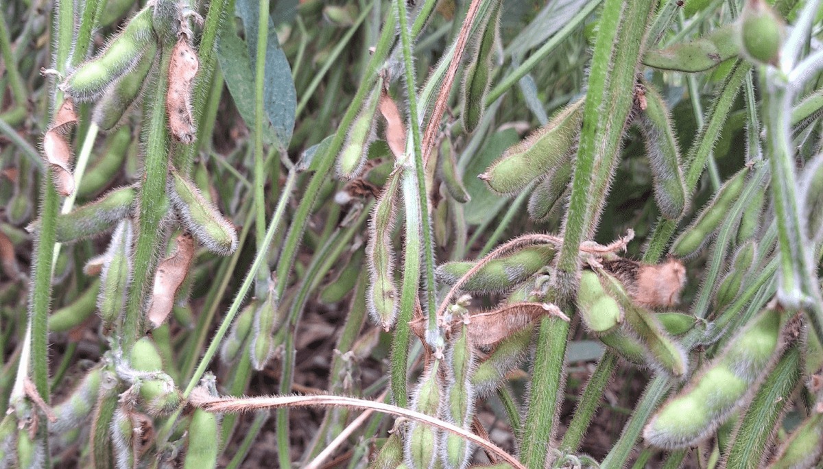 Alerta en la zona núcleo: la sequía amenaza la producción agrícola